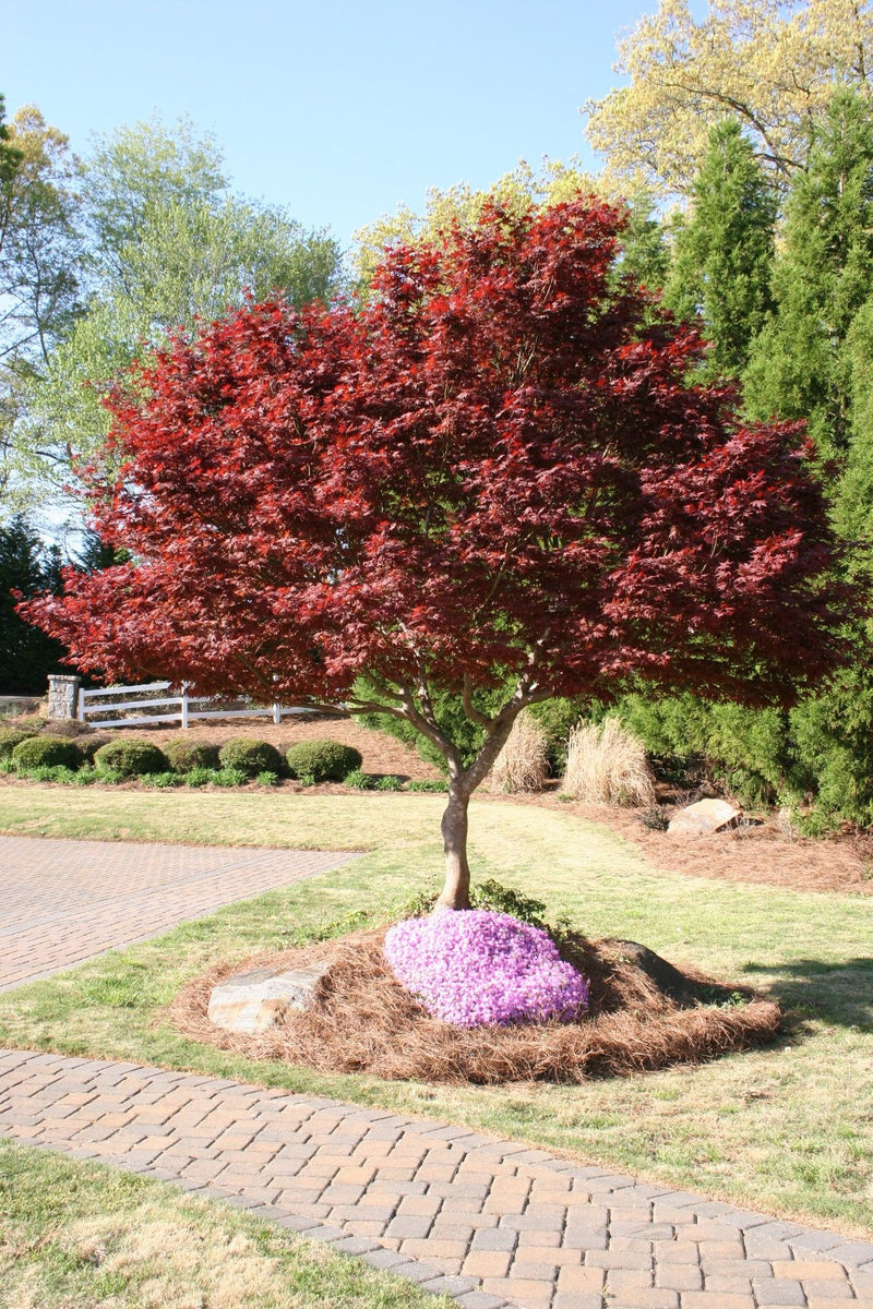 Acer Palmatum Bloodgood 3 - Achat en ligne