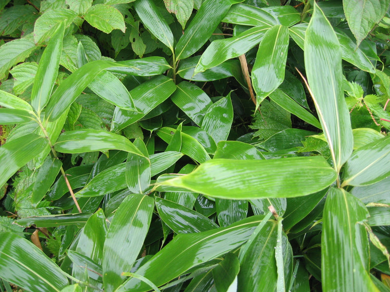 Bambusa nana Longuifolia 3 - Achat en ligne