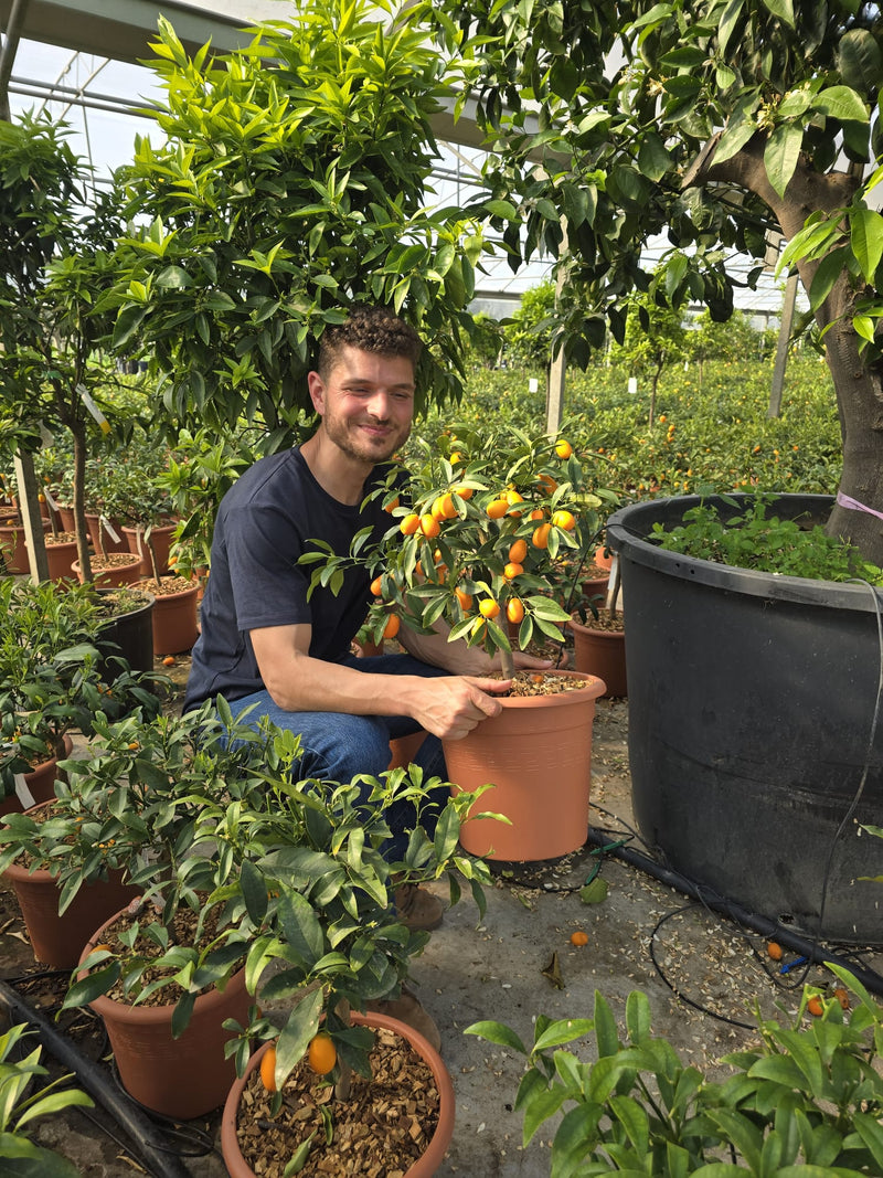 Citronnier Kumquat