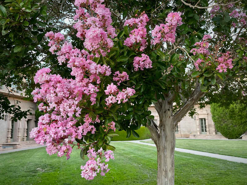 Lilas des indes en tige (Lagerstroemia) 3 - Achat en ligne
