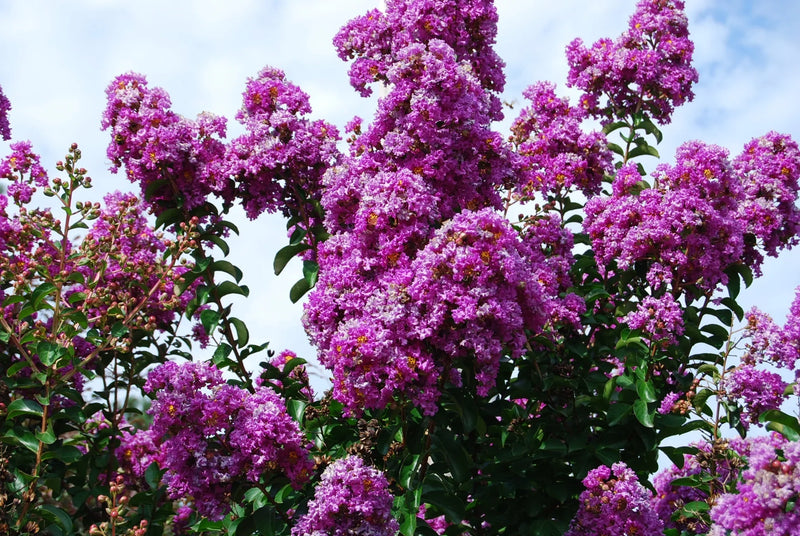 Lilas des indes tressé (Lagerstroemia) 1 - Achat en ligne