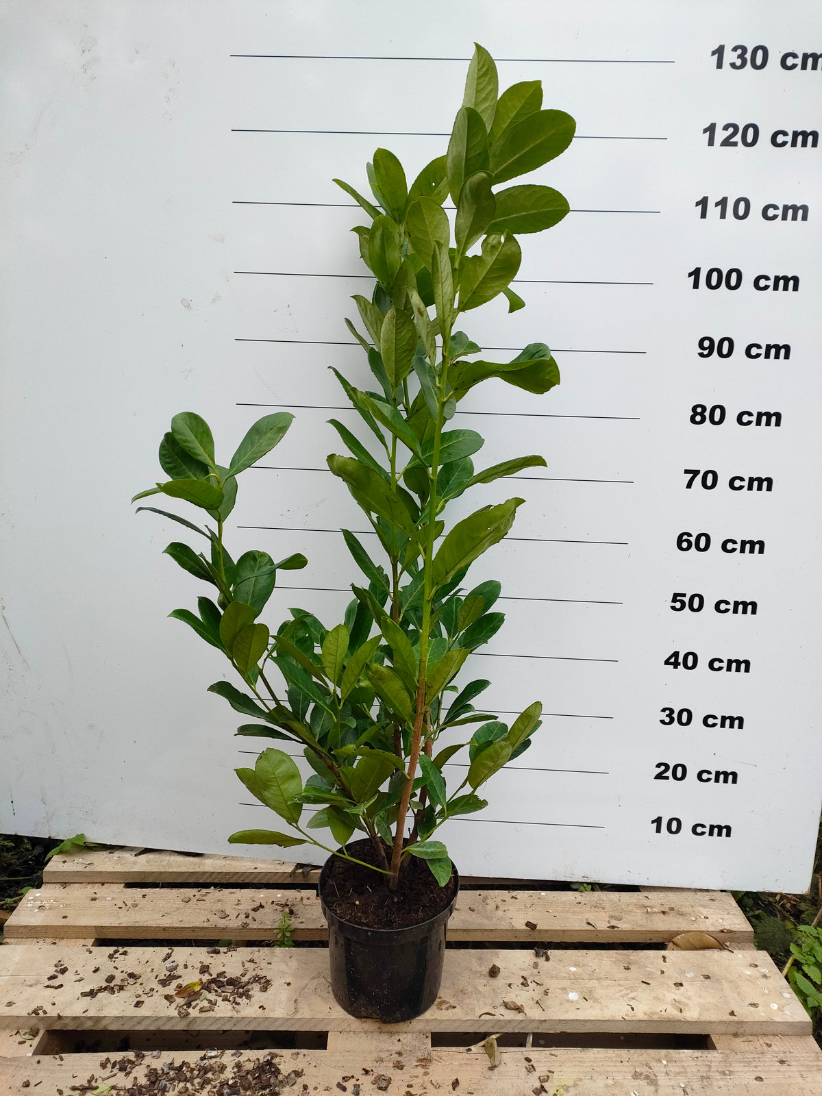 Laurier Palme (Prunus laurocerasus) 5 - Achat en ligne