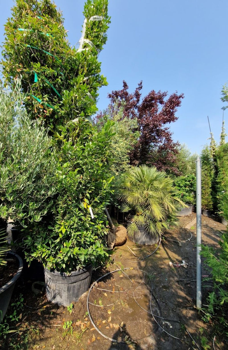 Laurier Sauce (Laurus nobilis) 3 - Achat en ligne