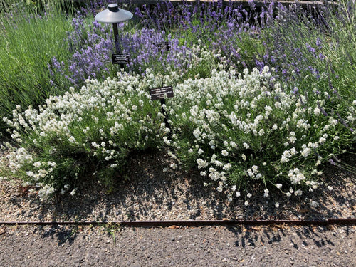 Lavande blanche (Lavandula Angustifolia Edelweiss) 1 - Achat en ligne