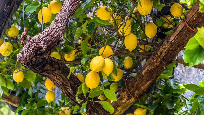 Citronnier Jaune en Arche 3 - Achat en ligne