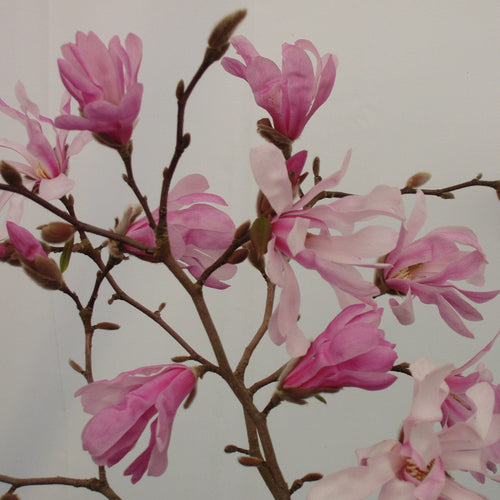 Magnolia à fleurs roses étoilées (Loebneri Leonard Messel) 1 - Achat en ligne