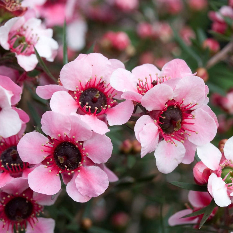 Arbre à thé (Leptospermum Coral candy) 3 - Achat en ligne