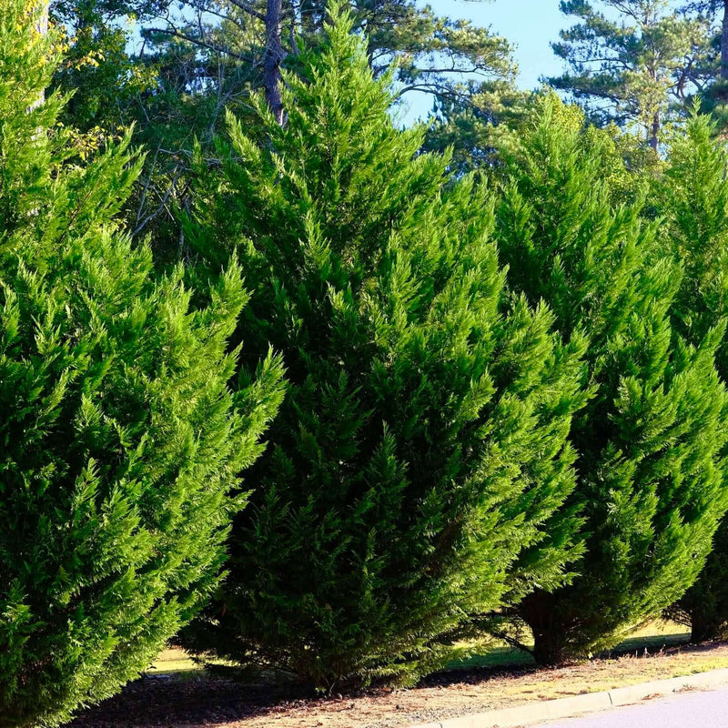 Cyprès Leylandii 2001 (Vito) 2 - Achat en ligne