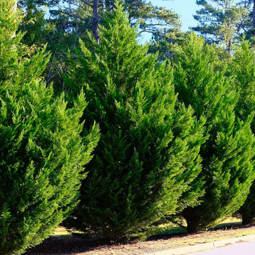 Cyprès Leylandii 2001 (Vito) 1 - Achat en ligne
