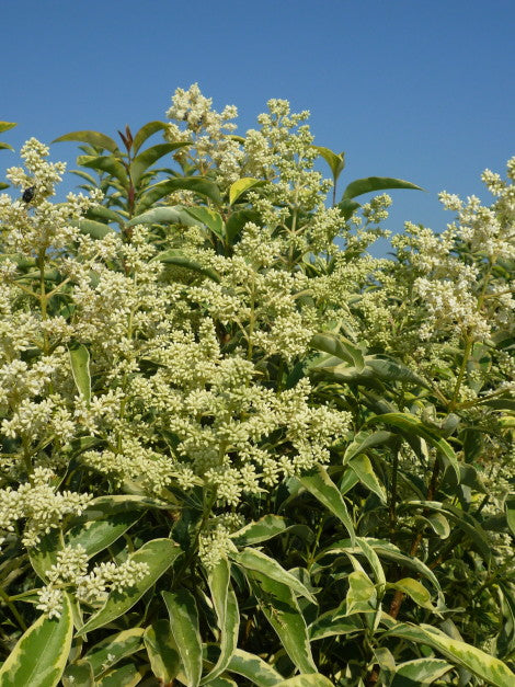 Troène du Japon Panaché (Ligustrum Japonicum 'Excelsum Superbum') 3 - Achat en ligne