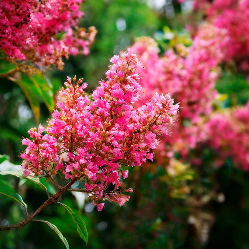 Lilas des indes (Lagerstroemia) 1 - Achat en ligne