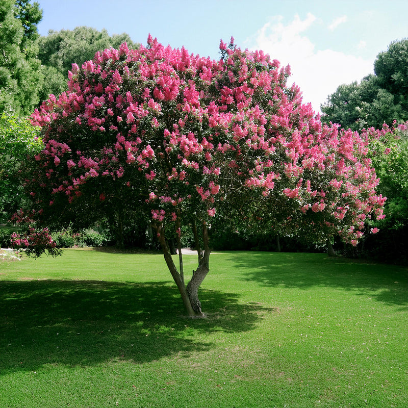Lilas des indes (Lagerstroemia) 2 - Achat en ligne