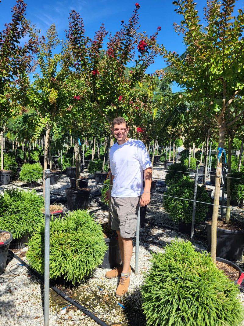 Lilas des indes en Demi-tige (Lagerstroemia)