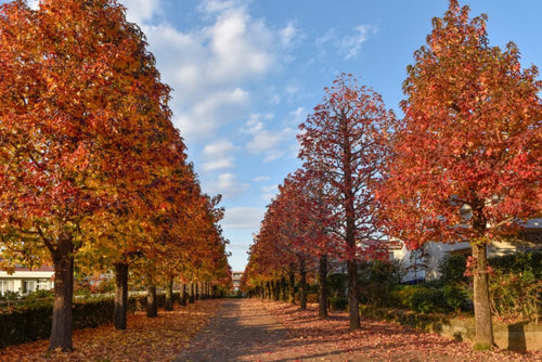 Copalme d'Amérique en tige (Liquidambar Styraciflua) 1 - Achat en ligne