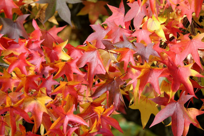 Copalme d'Amérique en tige (Liquidambar Styraciflua) 2 - Achat en ligne