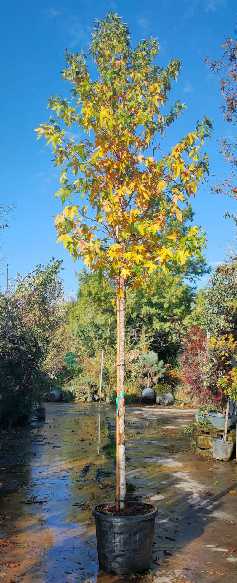 Copalme d'Amérique en tige (Liquidambar Styraciflua) 3 - Achat en ligne