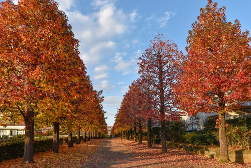 Copalme d'Amérique (Liquidambar Styraciflua) 1 - Achat en ligne