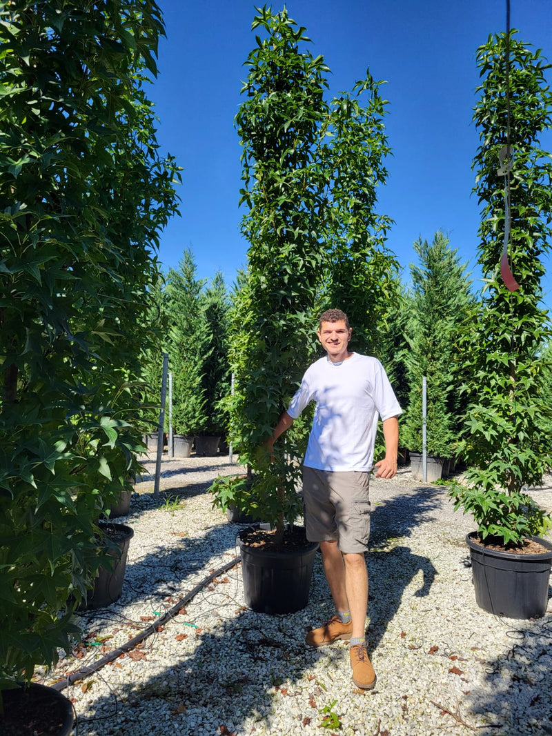 Liquidambar ‘Slender Silhouette’ fastigié