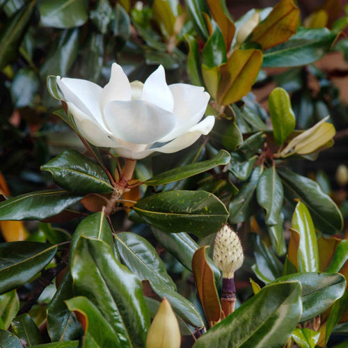Magnolia Grandiflora 'Little Gem' 1 - Achat en ligne