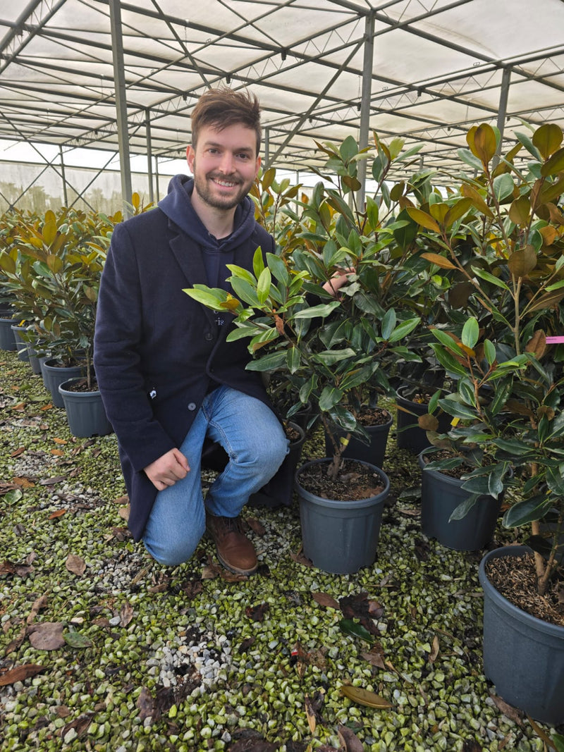 Magnolia Grandiflora 'Little Gem' 3 - Achat en ligne