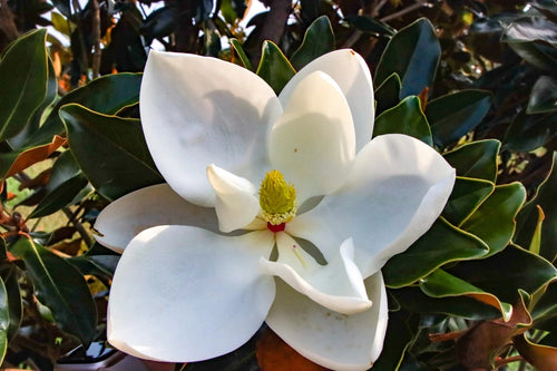 Magnolia Grandiflora 'Little Gem' 1 - Achat en ligne