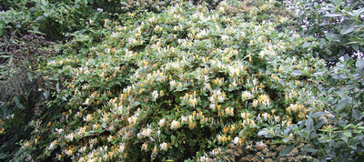 Chèvrefeuille Grimpant (Lonicera) 1 - Achat en ligne
