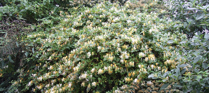 Chèvrefeuille Grimpant (Lonicera) 1 - Achat en ligne
