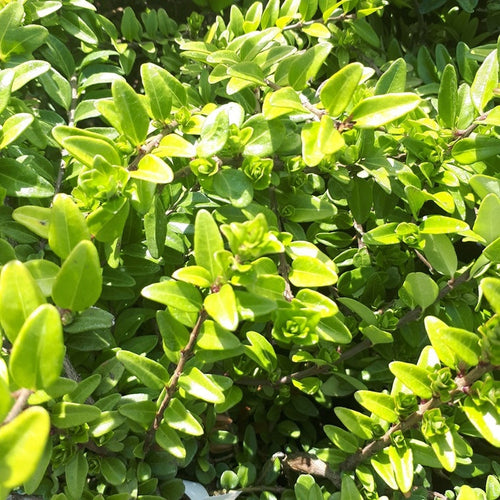 Chèvrefeuille arbustif (Lonicera Nitida) 1 - Achat en ligne