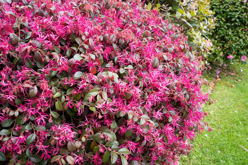 Loropétale de Chine (Loropetalum Chinense) 2 - Achat en ligne