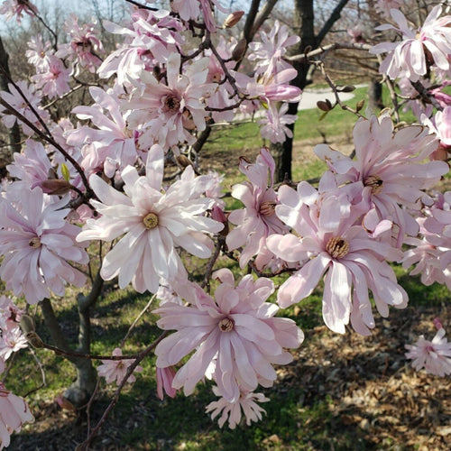 Magnolia Stellata Rosea 1 - Achat en ligne