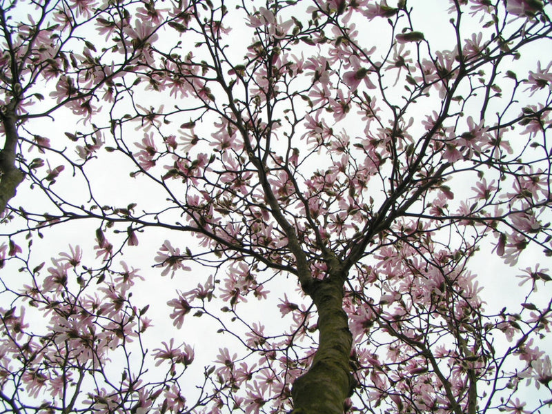 Magnolia Stellata Rosea 2 - Achat en ligne