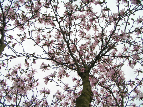 Magnolia Stellata Rosea 1 - Achat en ligne