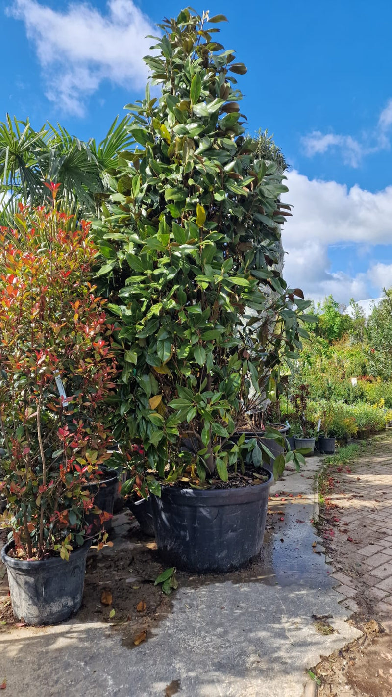 Magnolia de Soulange (Magnolia Soulangeana) 3 - Achat en ligne
