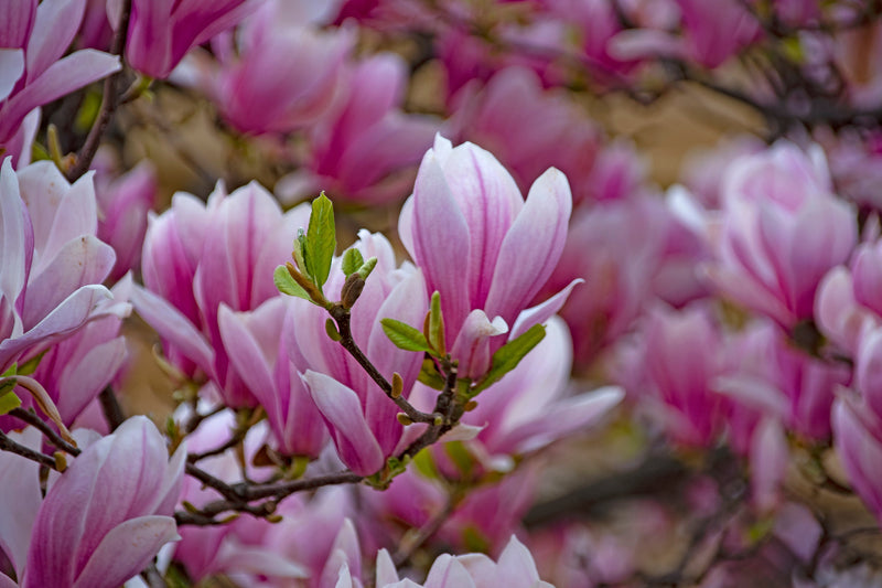 Magnolia de Soulange (Magnolia Soulangeana) 1 - Achat en ligne