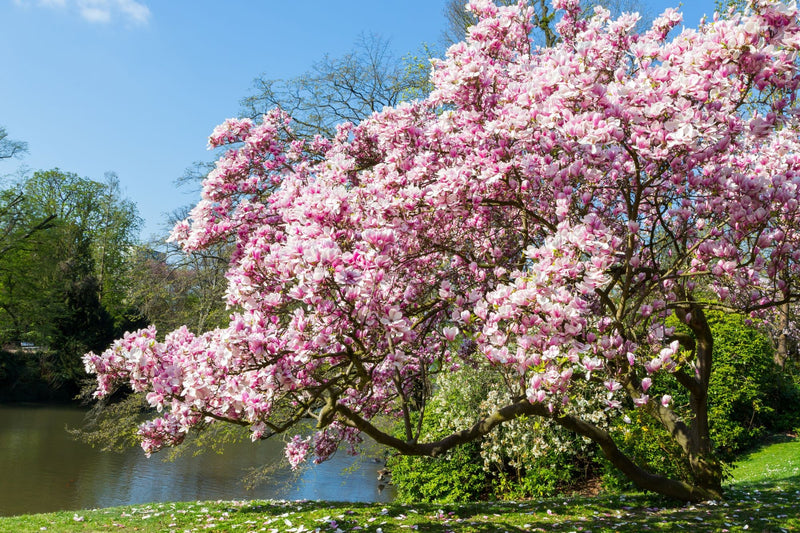 Magnolia de Soulange (Magnolia Soulangeana) 2 - Achat en ligne