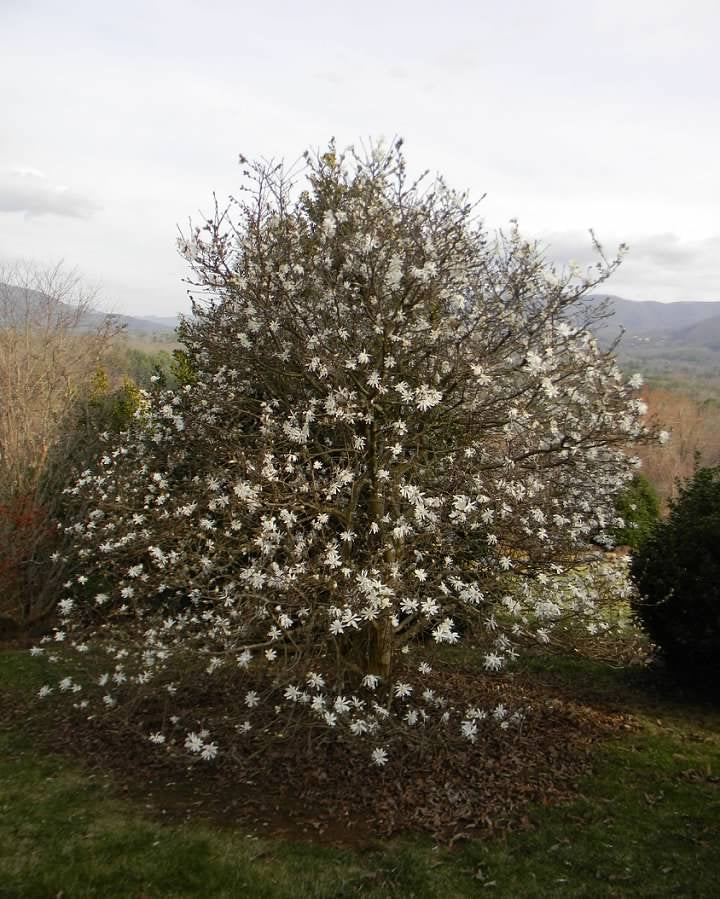 Magnolia à fleurs blanches étoilées (Magnolia Stellata) 2 - Achat en ligne