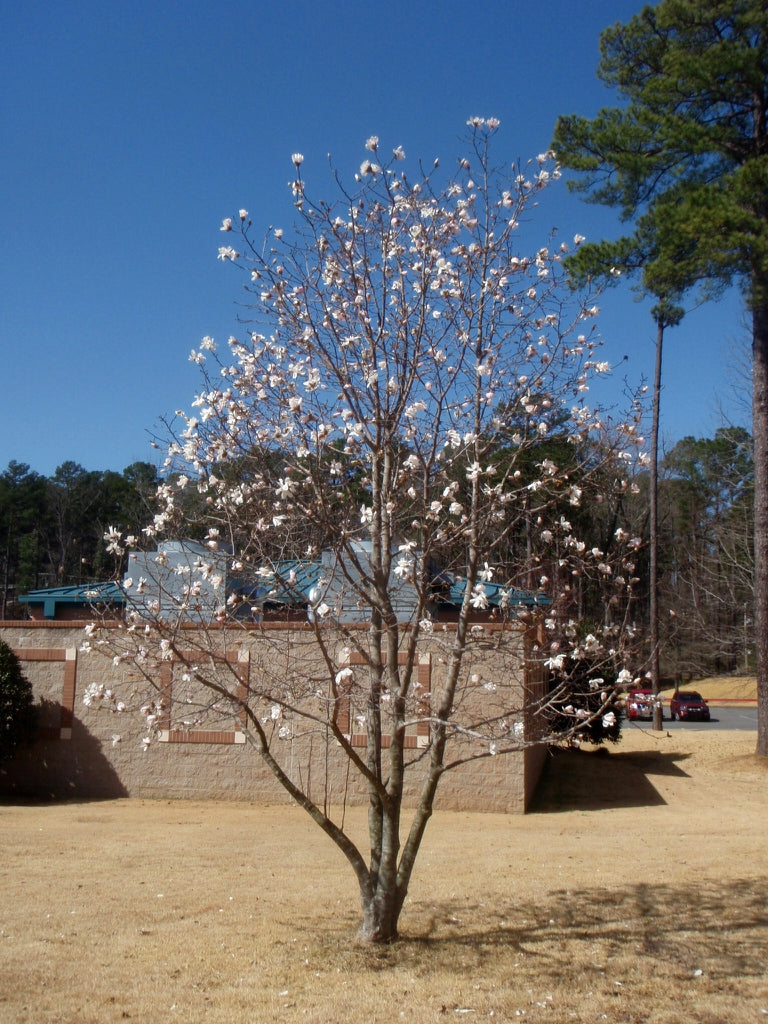 Magnolia à fleurs blanches étoilées (Magnolia Stellata) 3 - Achat en ligne