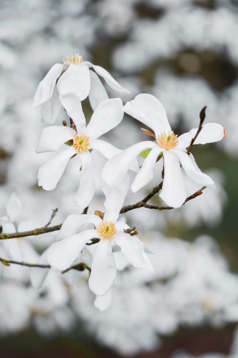 Magnolia à fleurs blanches étoilées (Magnolia Stellata) 1 - Achat en ligne