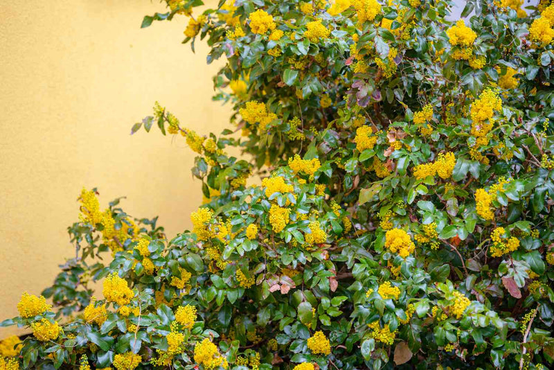 Mahonia