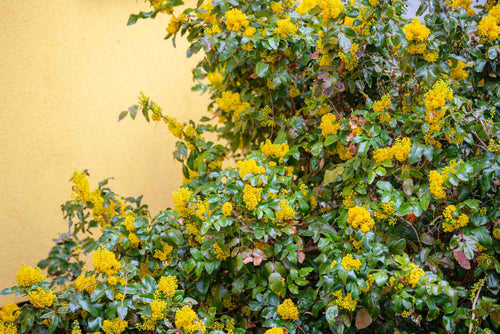 Mahonia