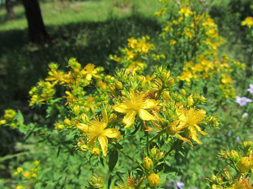 Millepertuis (Hypericum perforatum) 1 - Achat en ligne