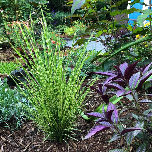 Roseau de Chine (Miscanthus Sinensis