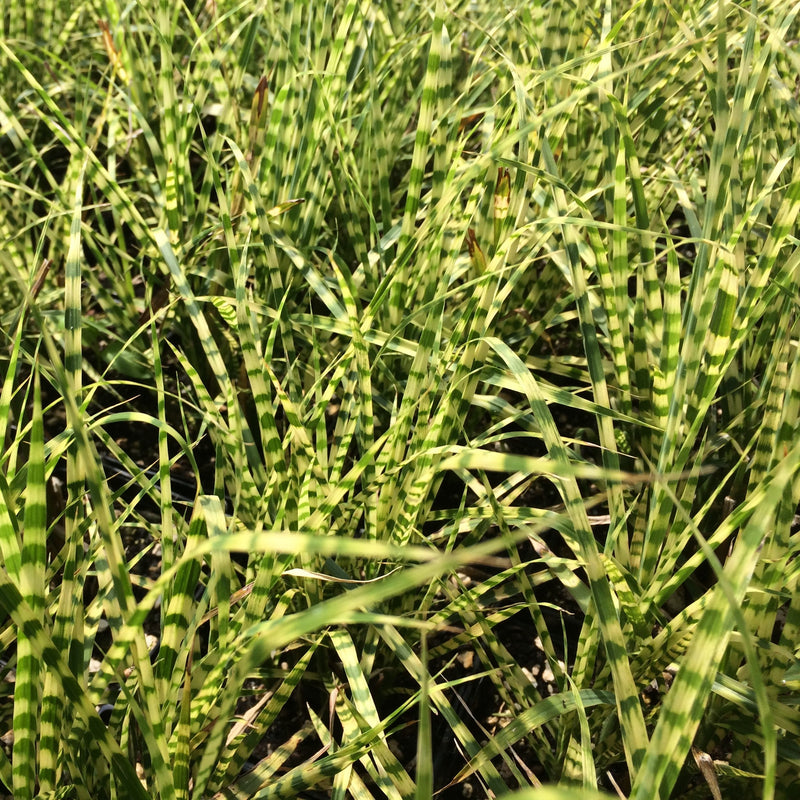 Roseau de Chine (Miscanthus Sinensis "Gold Bar")