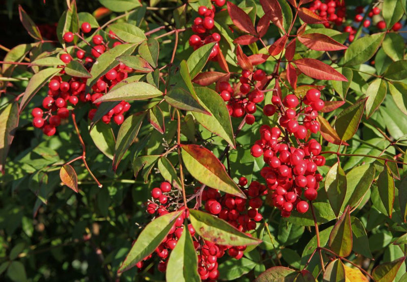 Bambou Sacré (Nandina Domestica) 3 - Achat en ligne