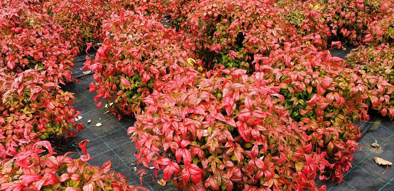 Bambou Sacré (Nandina Domestica) 1 - Achat en ligne