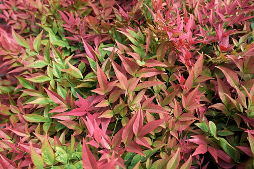 Bambou Sacré (Nandina Domestica) 1 - Achat en ligne