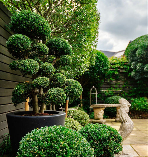 Ilex Crenata Niwaki 1 - Achat en ligne
