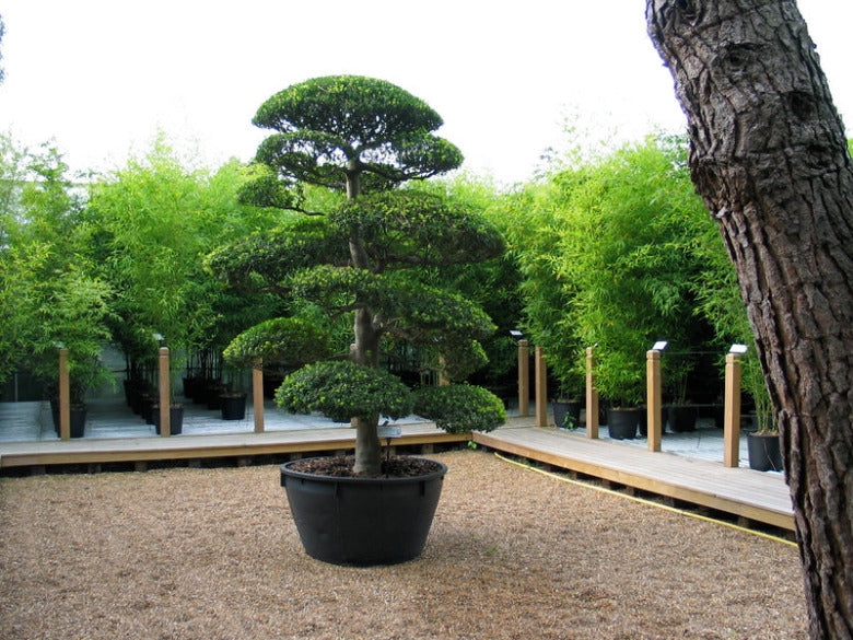 Ilex Crenata Niwaki 3 - Achat en ligne