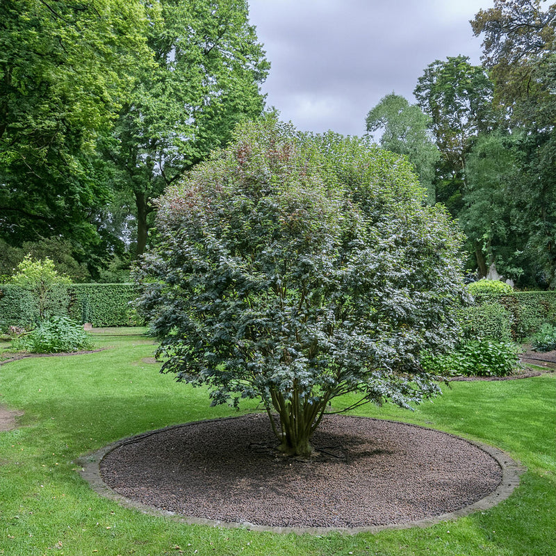 Osmanthe à feuilles de houx (Osmanthus Aquifolium) 2 - Achat en ligne