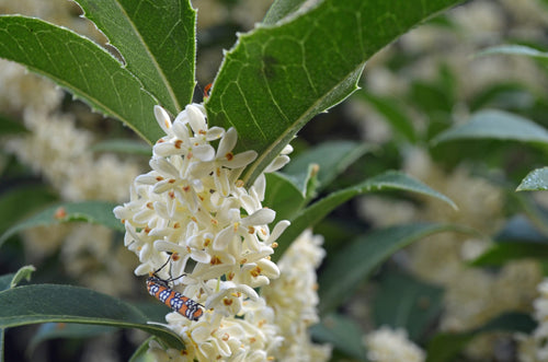 Osmanthe parfumé (Osmanthus Fragrans) 1 - Achat en ligne